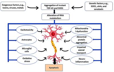The role of statins in amyotrophic lateral sclerosis: protective or not?